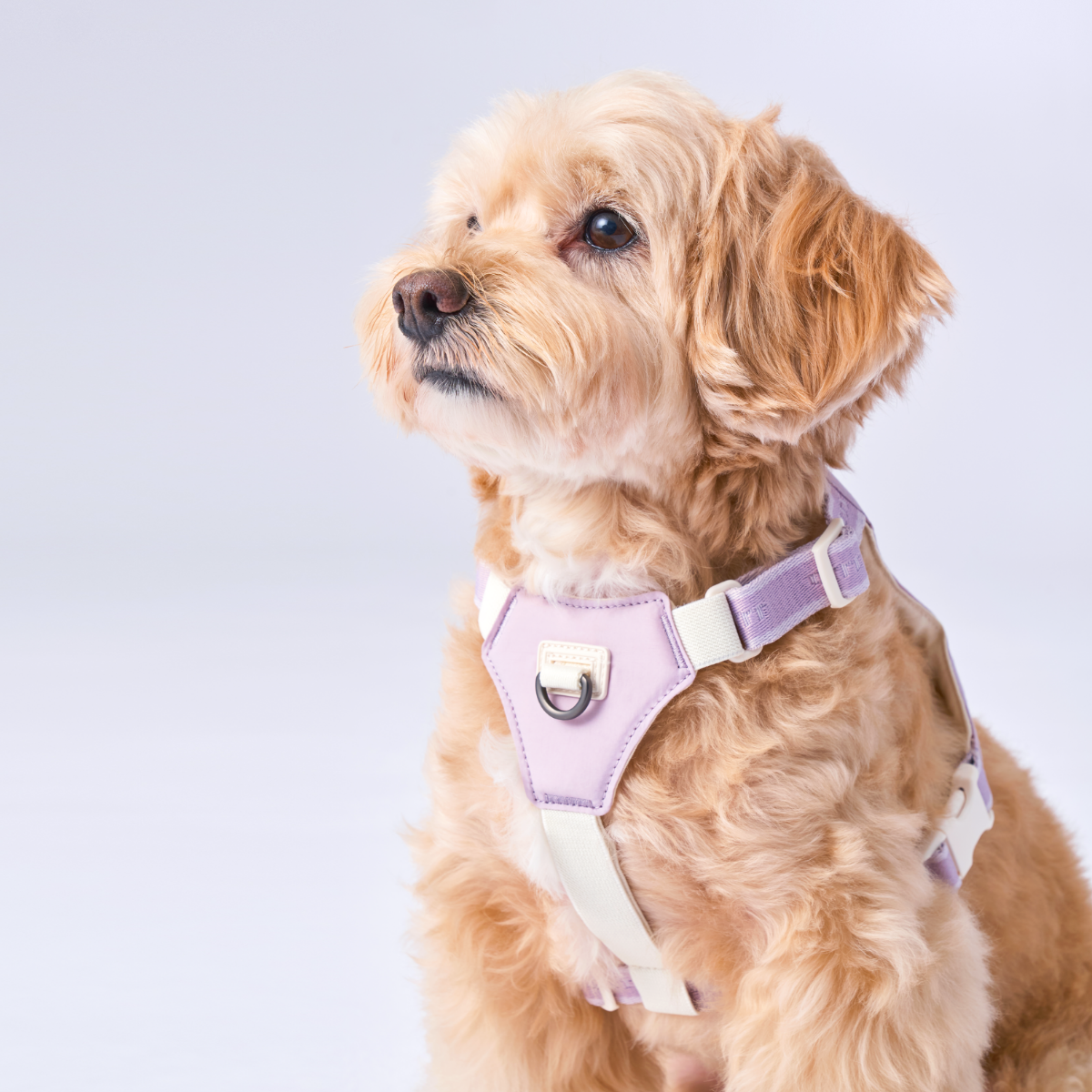 Bouncing Harness | 蹦跳胸背帶