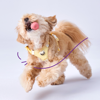 Bouncing Harness | 蹦跳胸背帶